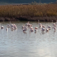 fenicotteri rosa