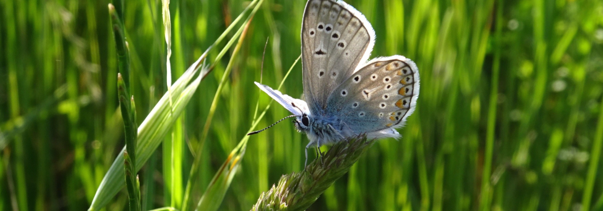 tra farfalle e fioriture