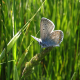 tra farfalle e fioriture